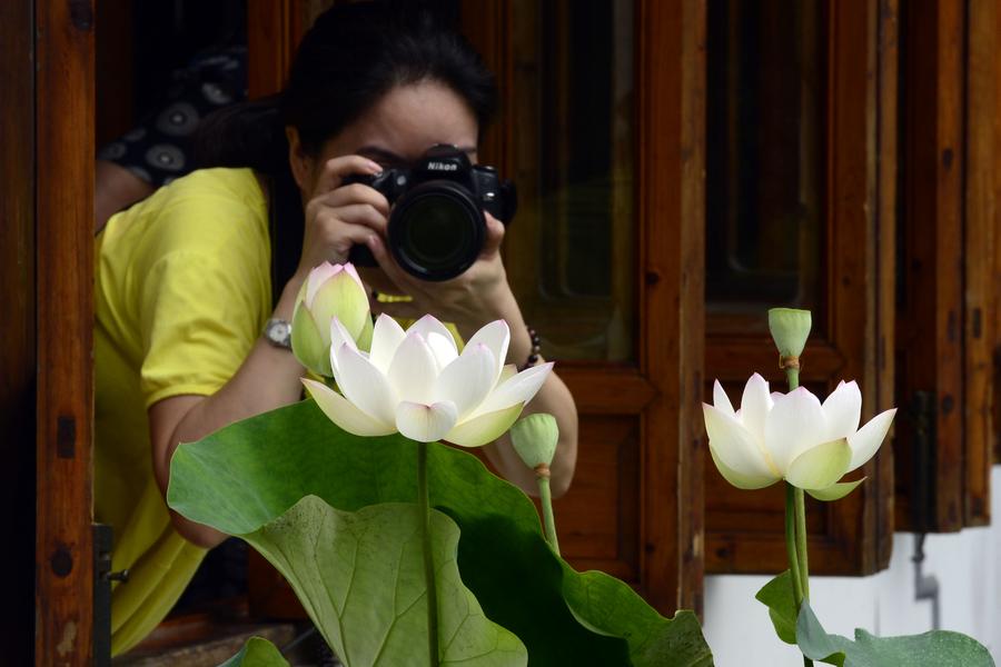 Lotus flowers blossom in West Lake