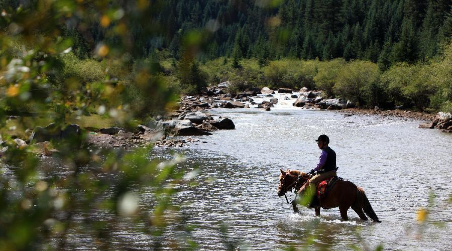 Horses graze at Shandan Horse Ranch in Gansu