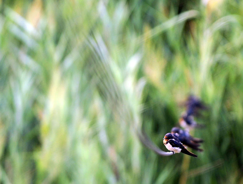 Caofeidian Wetland in Hebei province