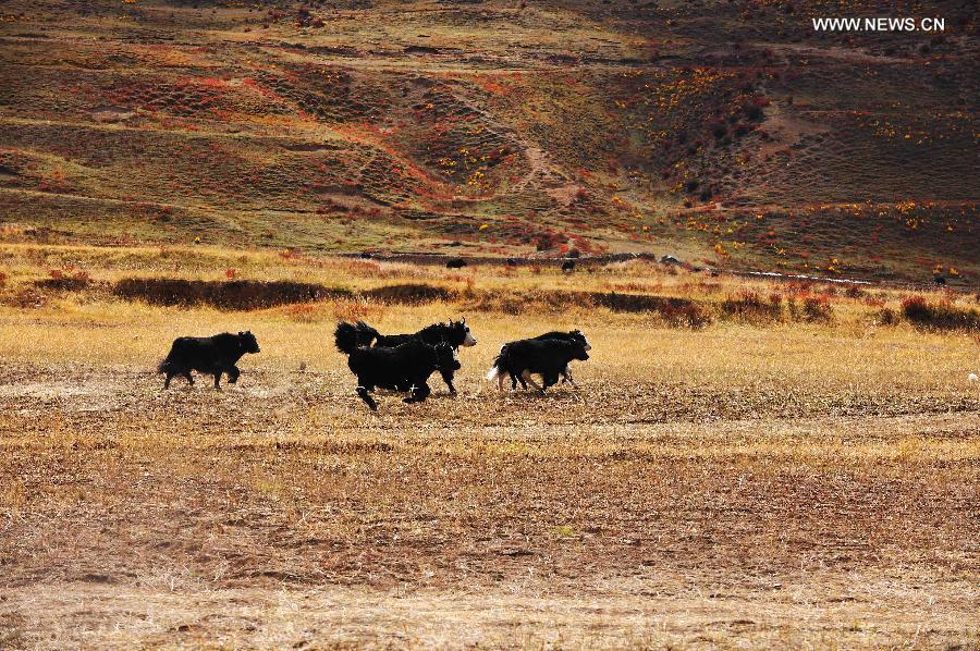 Autumn scenery in Tibet