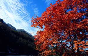 People enjoy autumn in Beijing