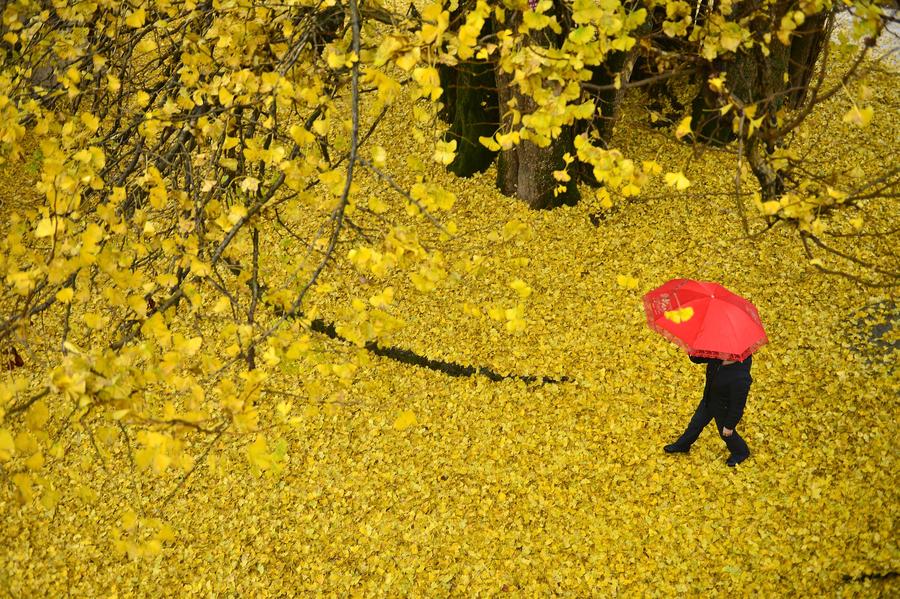 Walk amid the gingko leaves