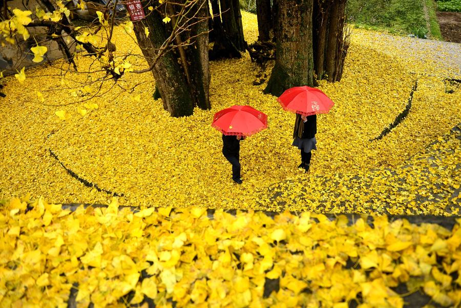 Walk amid the gingko leaves