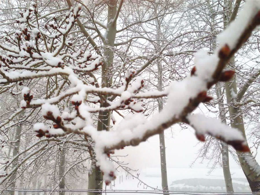 Beijing enjoys first snow