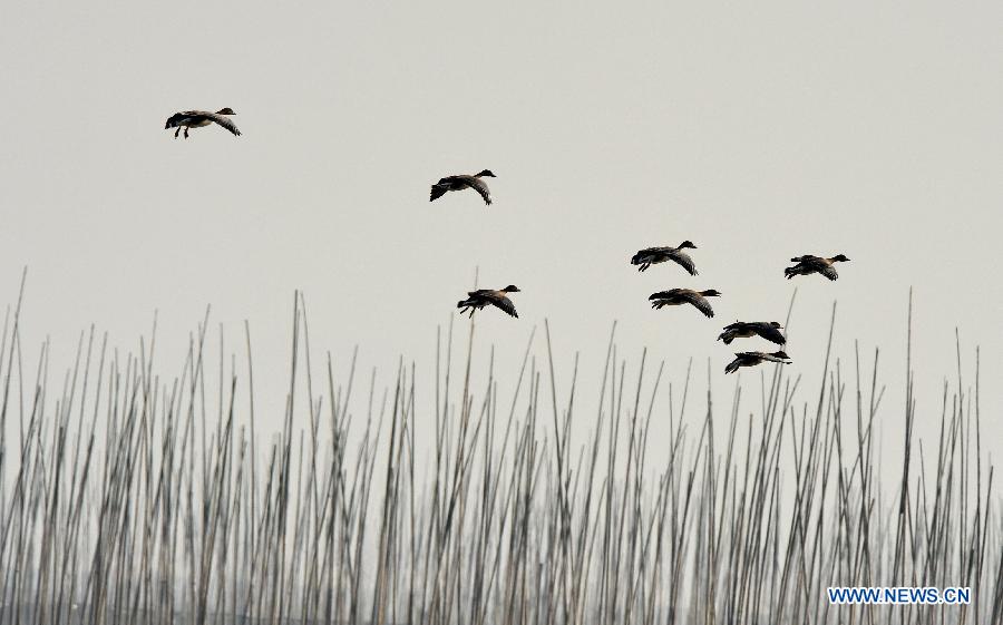 Migratory birds fly over Shengjin Lake