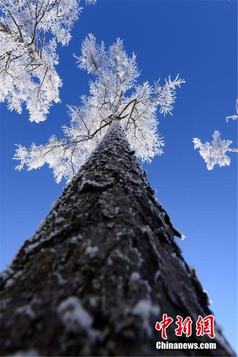 Rime blankets Inner Mongolia