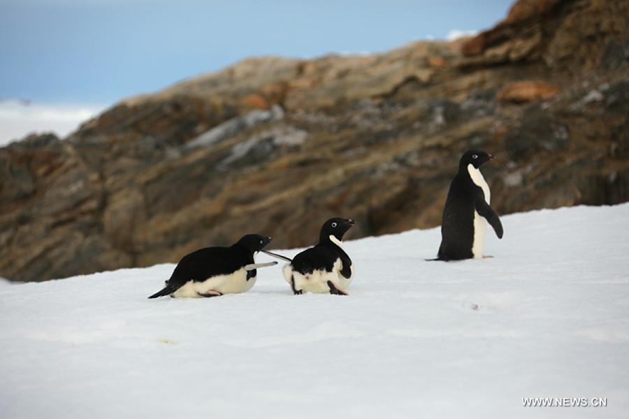 Penguins seen near China's Zhongshan Antarctic Station