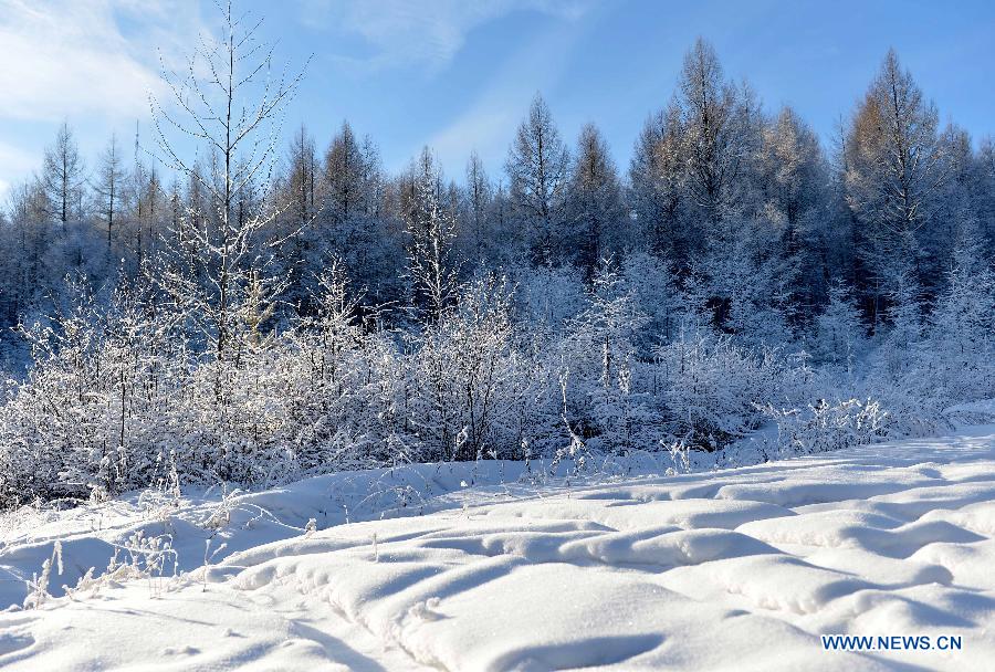 Winter scency of Moridaga Forest Park