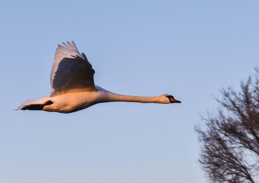 Ili river valley becomes a popular destination for swans