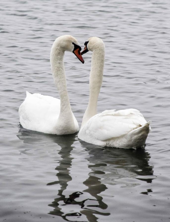 Ili river valley becomes a popular destination for swans