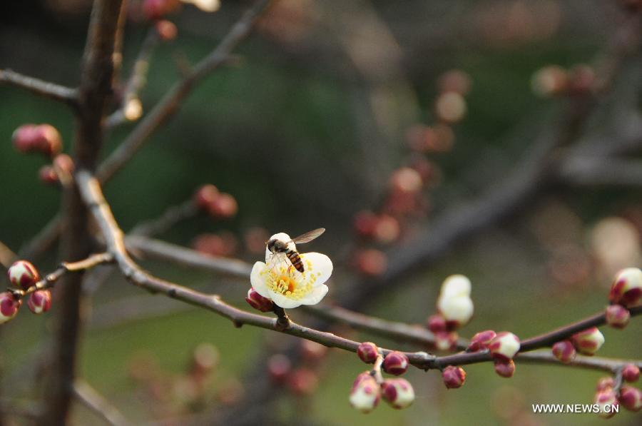 Plum blossom seen in E China's Hangzhou