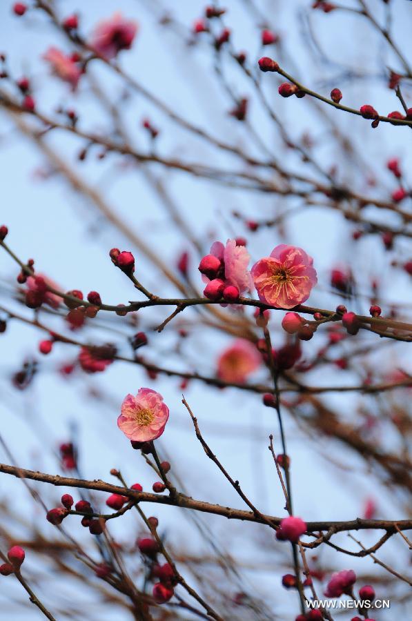 Plum blossom seen in E China's Hangzhou