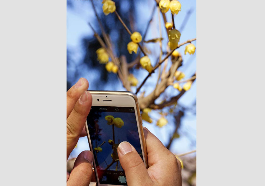 Wintersweets blossom in Beijing Botanical Garden