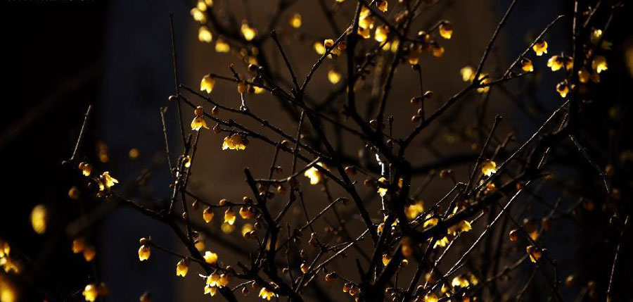 Wintersweets blossom in Beijing Botanical Garden