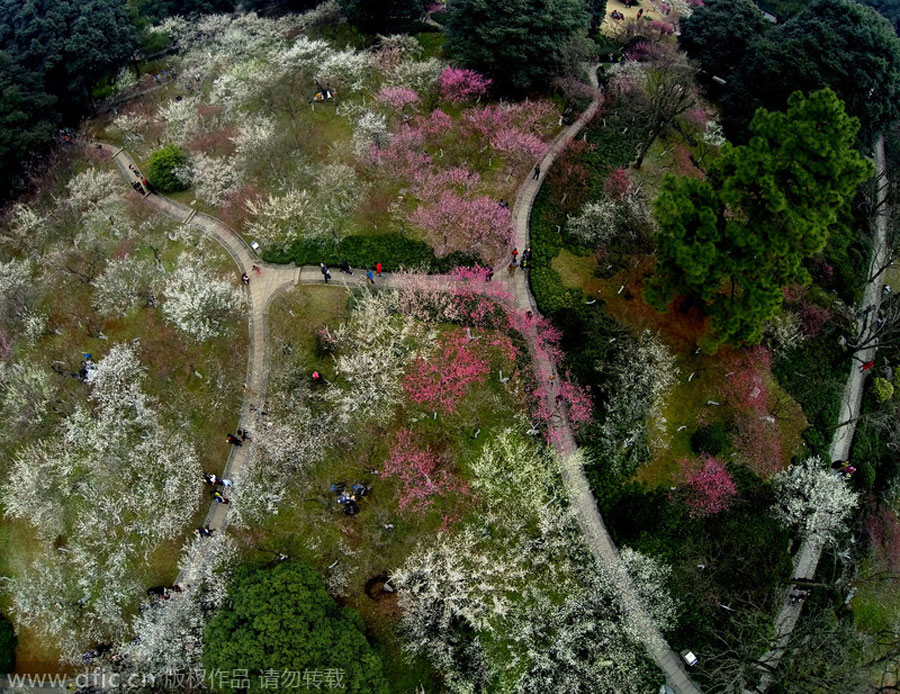 Aerial views of plum blossoms as beautiful as oil paintings