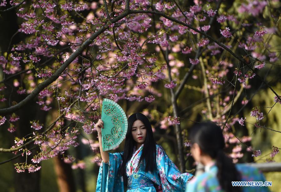 Tourists enjoy cherry blossoms in Wuhan