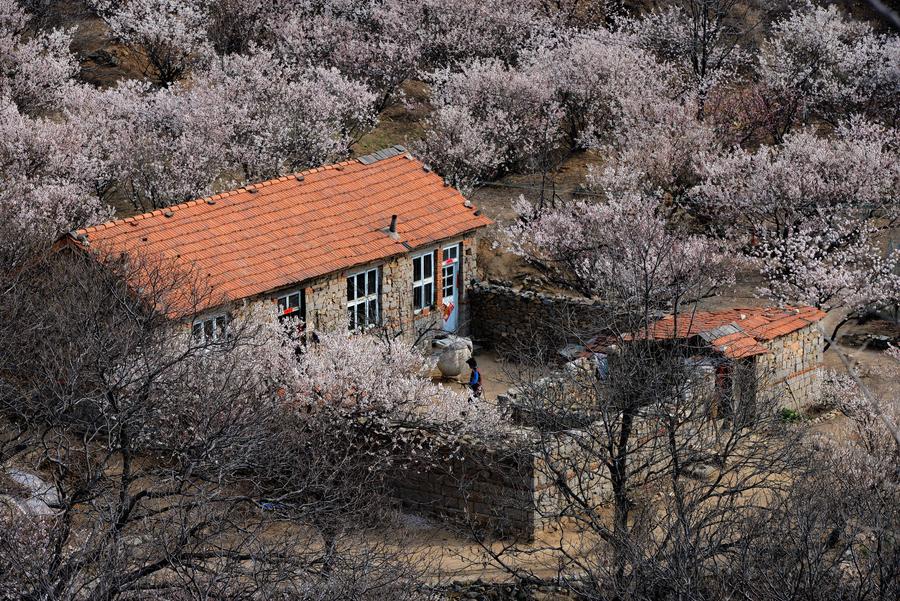 Scenes of cherry trees in blossom in Shandong