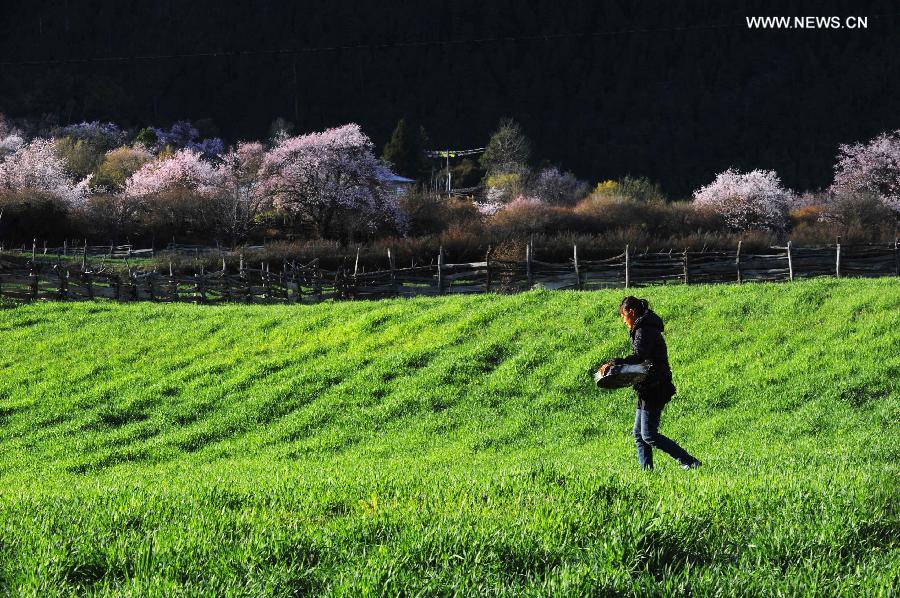 Picturesque spring scenery in Bomi county in Tibet