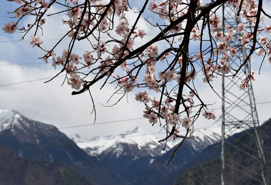 Nyingchi peach flower festival kicks off in Tibet