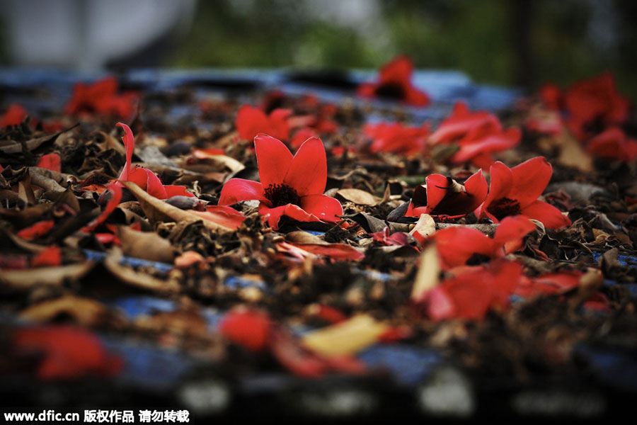 Red kapok flowers, as red as fire burning on the boughs