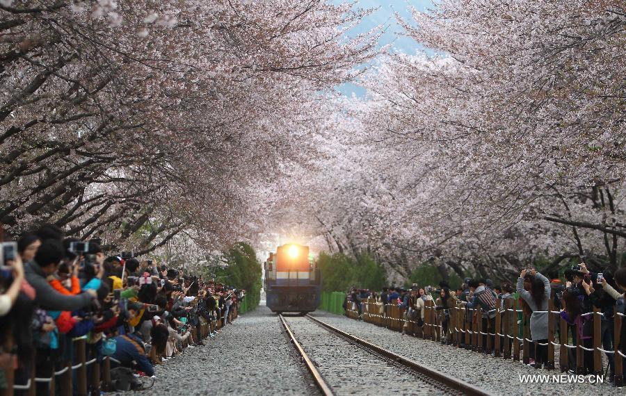 Chinhae Cherry Blossom Festival kicks off in South Korea