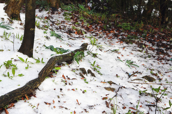 Spring turns thermometer back to winter in Hunan