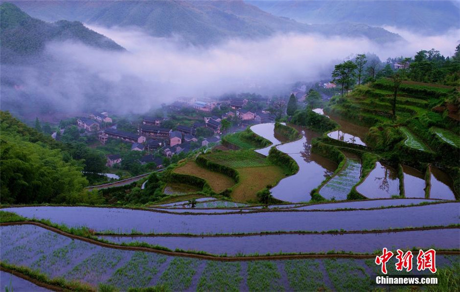 Intoxicating terrace in E China's Zhejiang