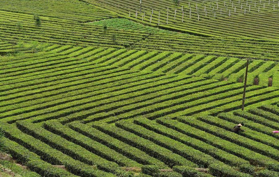 Scenery of tea garden in China's Hubei