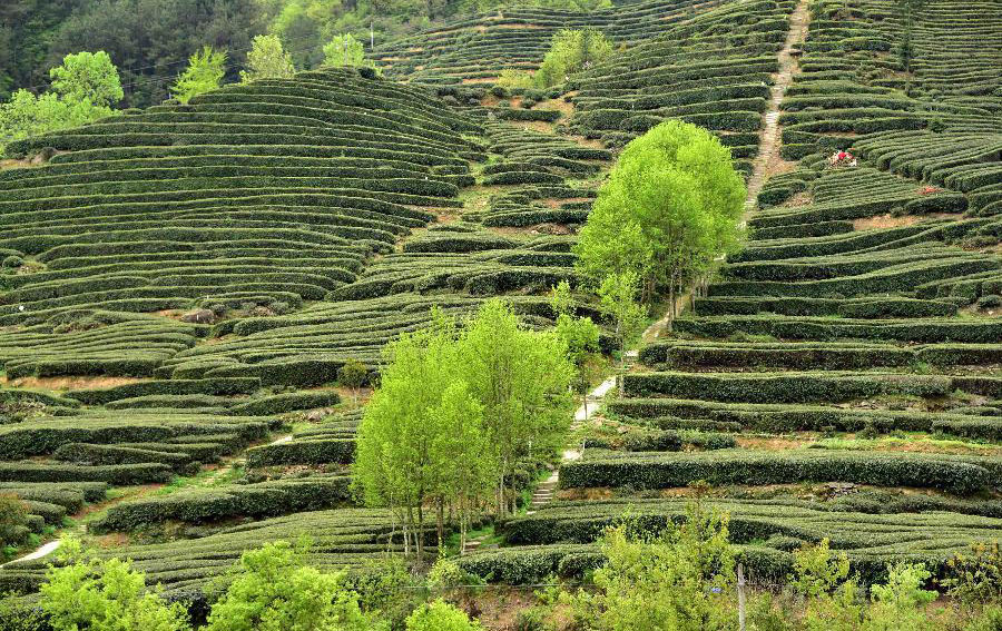 Scenery of tea garden in China's Hubei