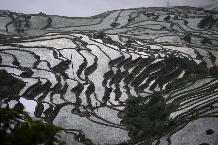 Stunning scenery of Hani rice terraces