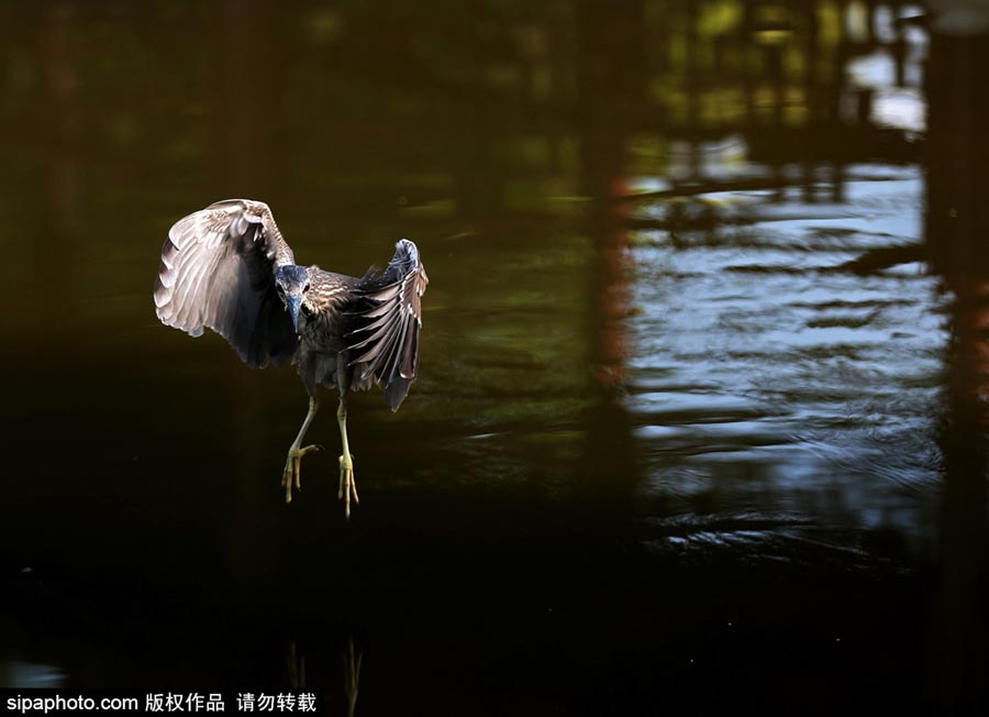 Egrets scout above lake for fish