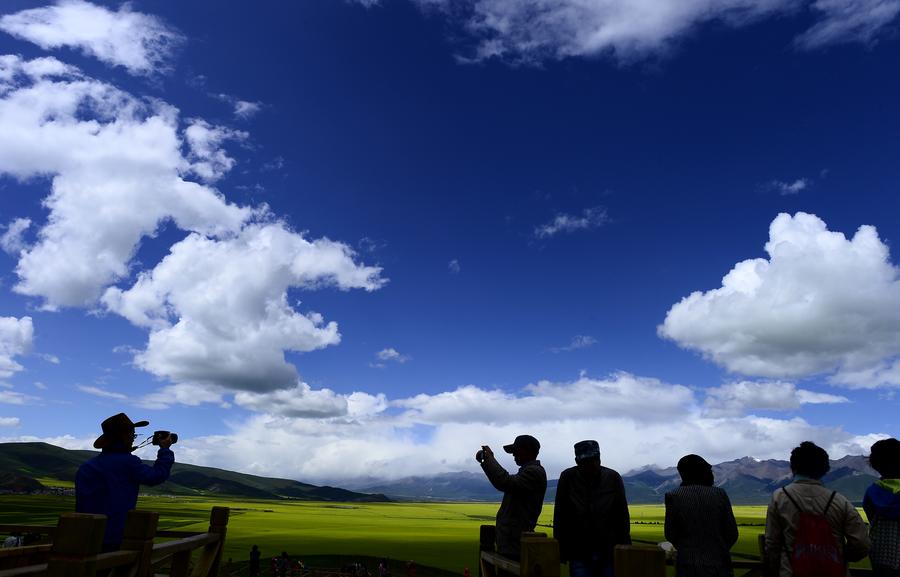 Blooming flowers in Qinghai