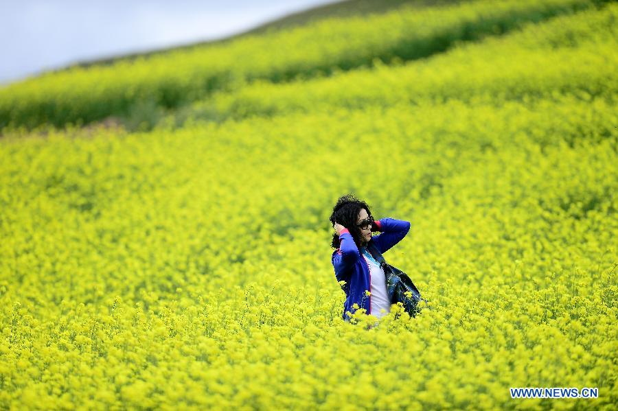 Blooming flowers in Qinghai