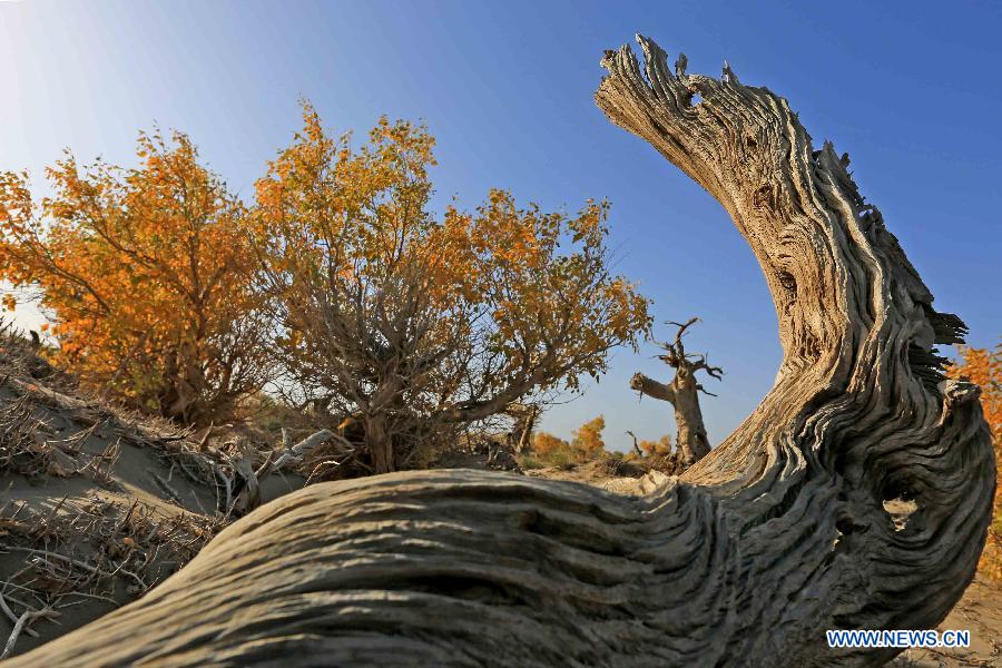 Scenery of golden populus diversifolia trees in Xinjiang