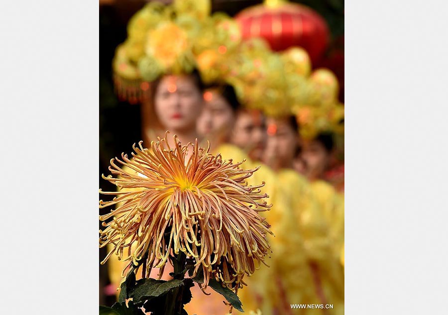 Chrysanthemums burst into bloom in Kaifeng