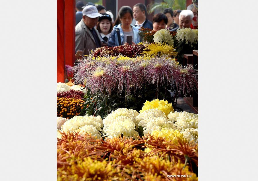 Chrysanthemums burst into bloom in Kaifeng