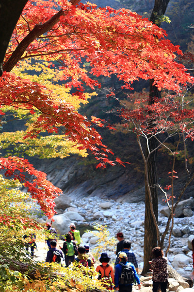 Autumn leaves draw out nature lovers