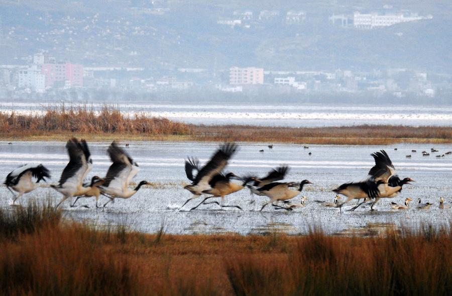 Migratory birds seen on Caohai Nature Reserve in SW China