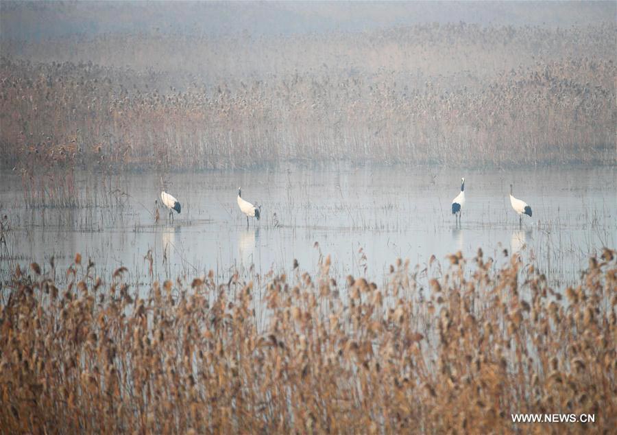 Red-crowned cranes seen at Yancheng nature reserve