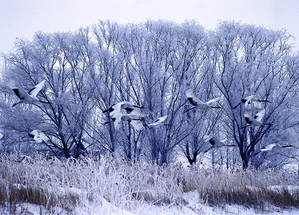 The festive ways of a wintry world