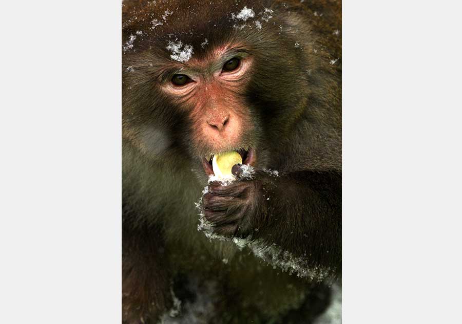 Macaques create a lively winter scene in Anhui province