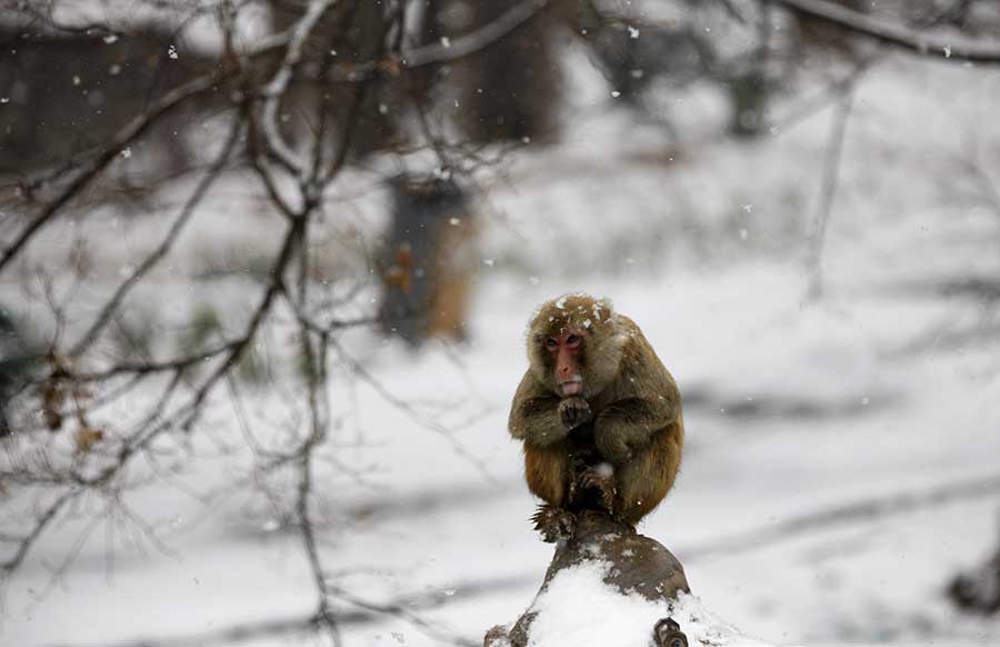 Macaques create a lively winter scene in Anhui province