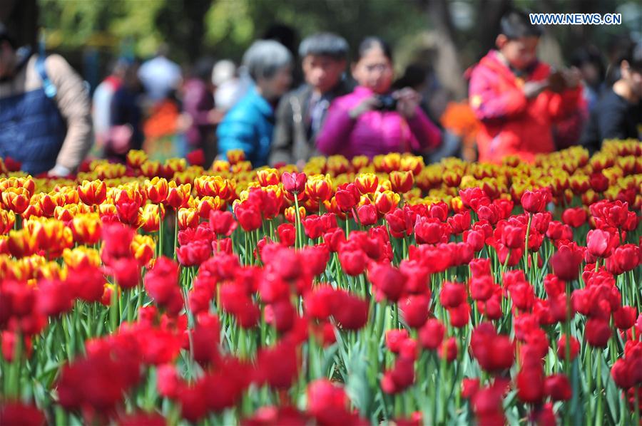 In pics: Blooming tulips in S China