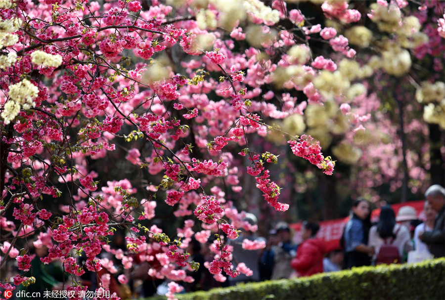 Cherry blossoms in Kunming