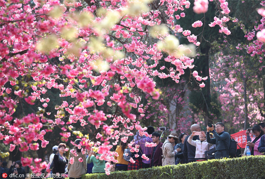 Cherry blossoms in Kunming