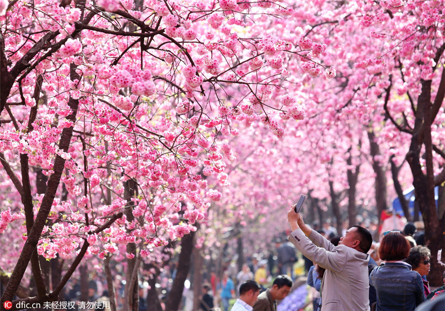 Cherry blossoms in Kunming