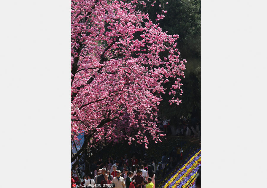 Cherry blossoms in Kunming