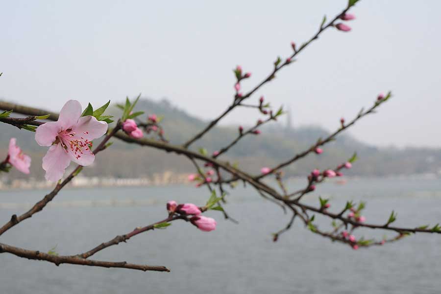 Blossoming peach flowers near West Lake mark the arrival of Spring