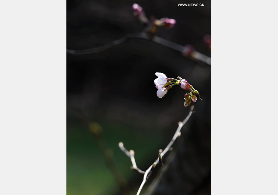 Scenery of cherry blossoms in China's Nanjing