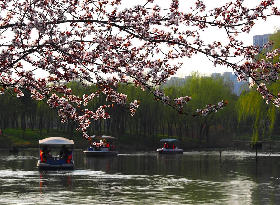 Cherry blossom seen at parks in Shanghai